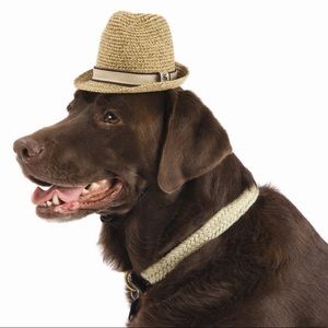 Tommy Bahama dog hat